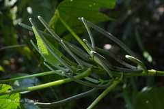 Lepianthes umbellata